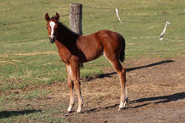 barn-colt
