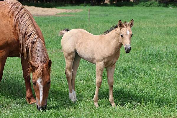 jessie-tivio-quarter-horse