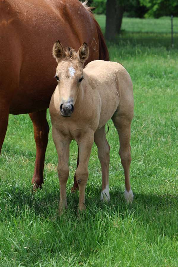 jody-fairfax-horse