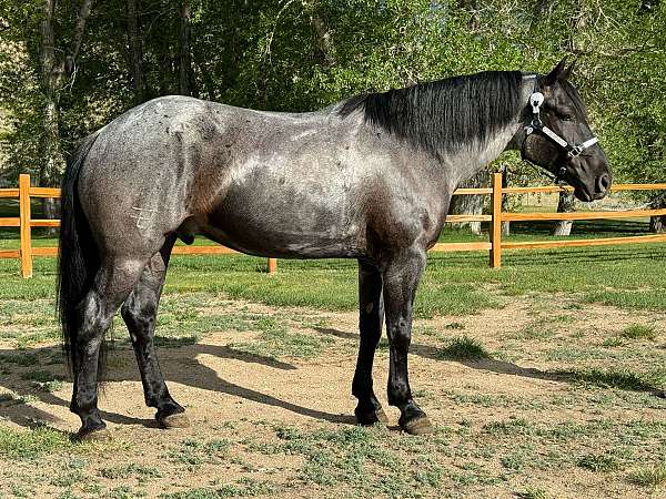 small-star-horse