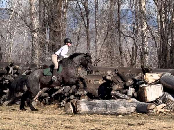 blue-roan-small-star-horse