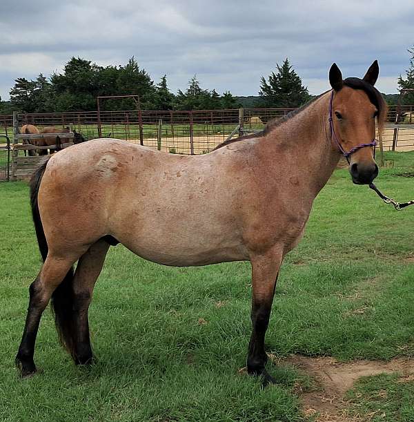 and-more-mustang-horse