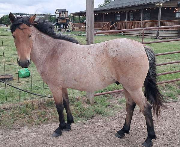 class-mustang-horse