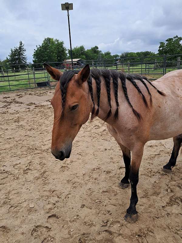 clicker-training-mustang-horse