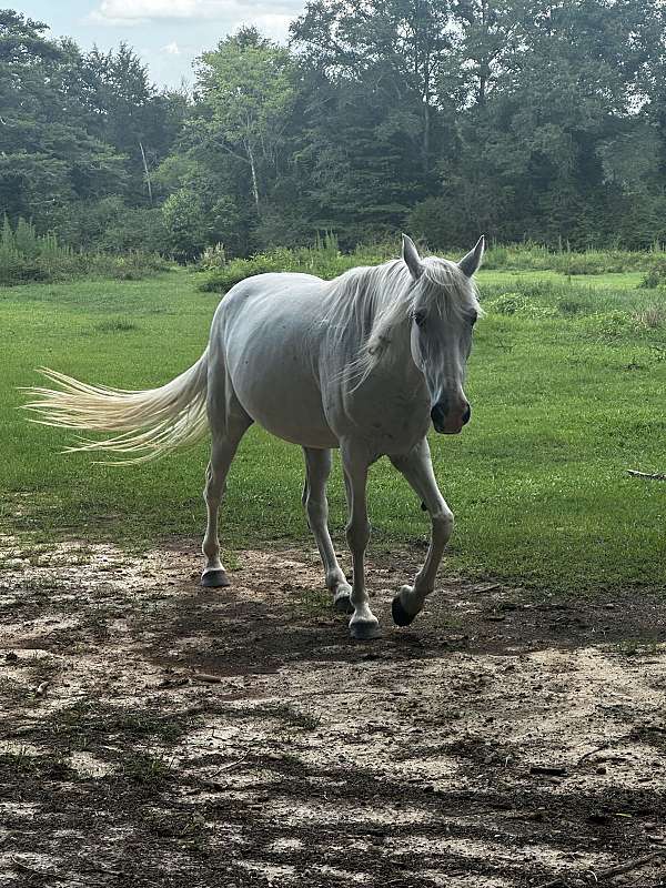 lower-lip-blaze-horse