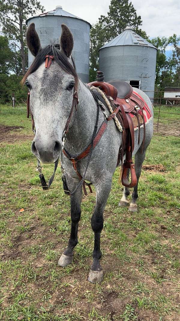 quarter-horse-for-sale