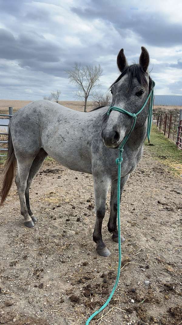 quarter-horse