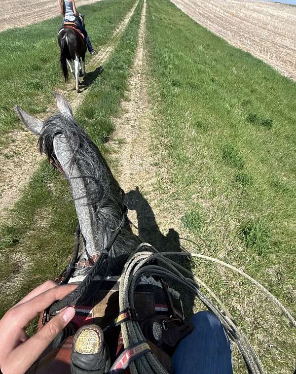 gelding