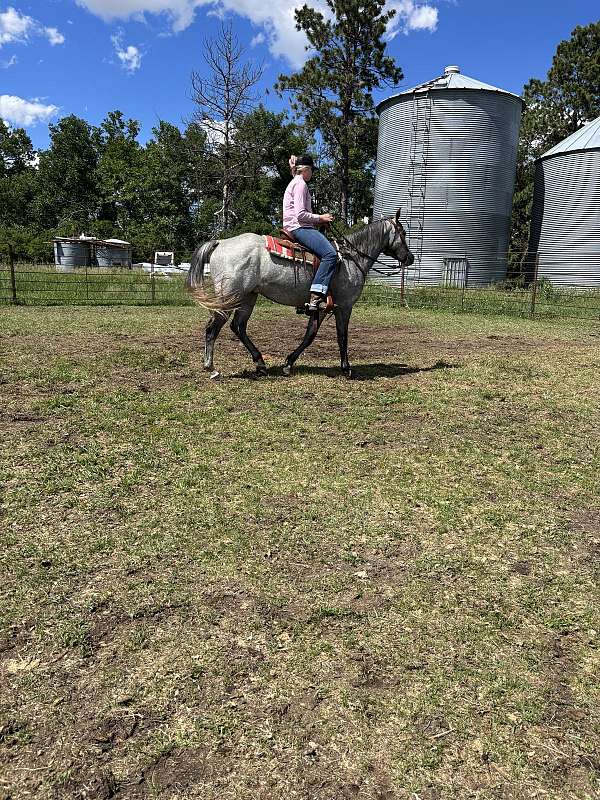quarter-horse-gelding