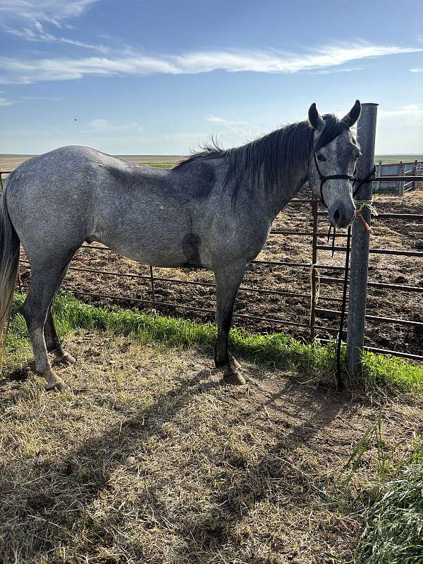 foundation-quarter-horse