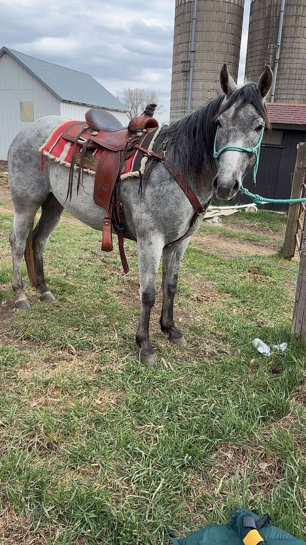 foundation-gelding