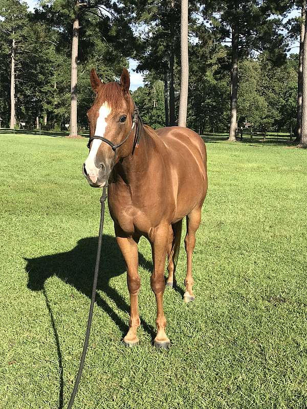 breeding-farm-horse