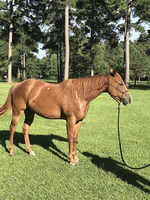 breeding-farm-gelding