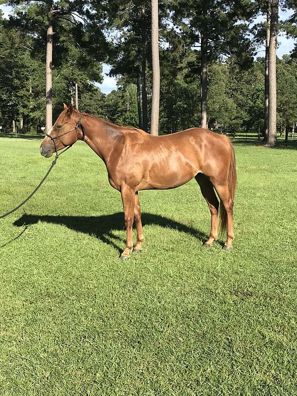 nurse-mare-gelding