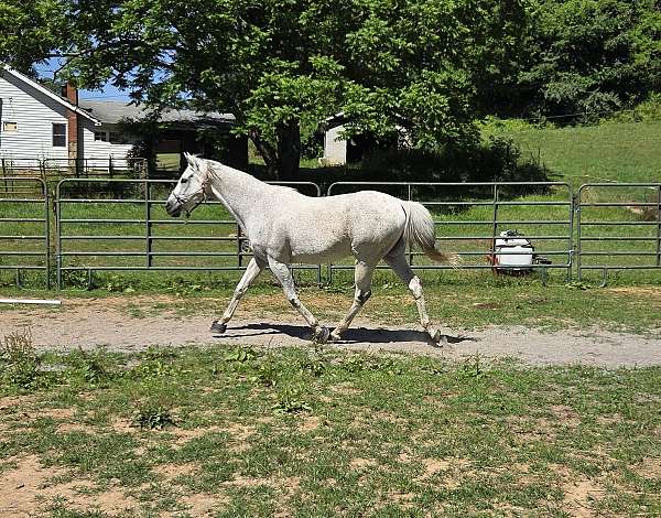 english-pleasure-appendix-horse