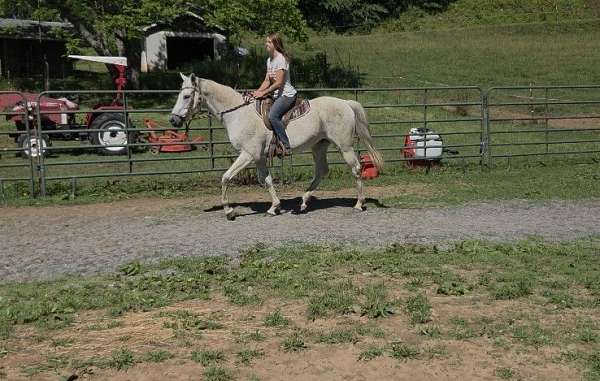 ridden-english-appendix-horse
