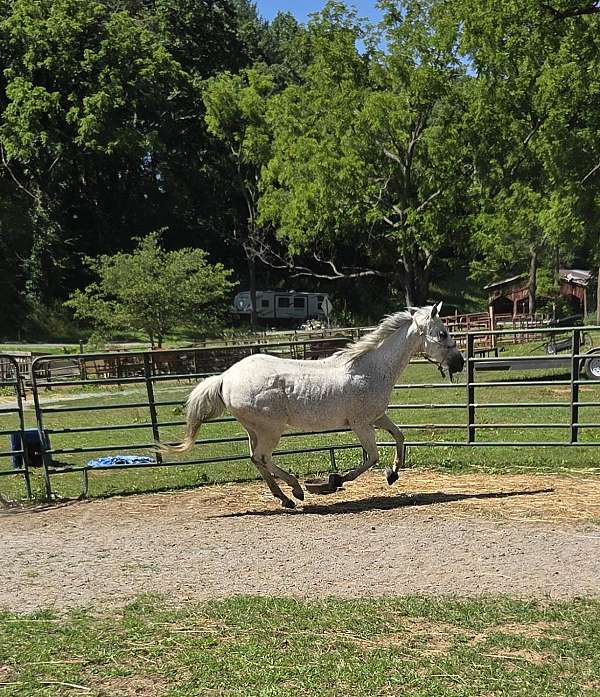 ridden-western-appendix-horse