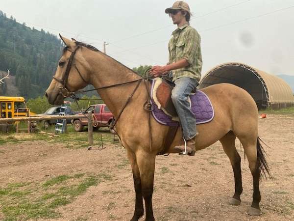 bucksin-mare