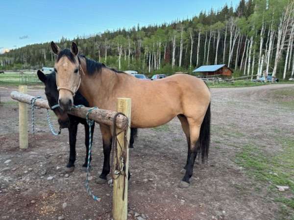 outfitting-mare