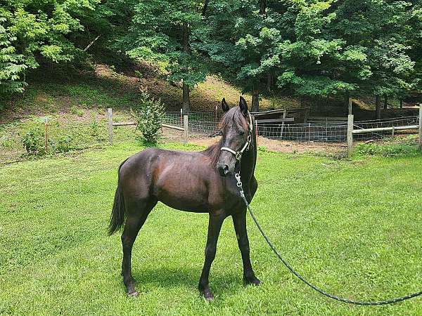 friesian-morgan-colt-weanling