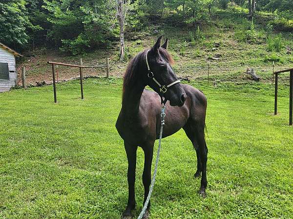 baroque-yearling