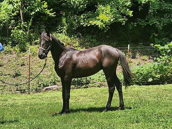 can-be-registered-yearling