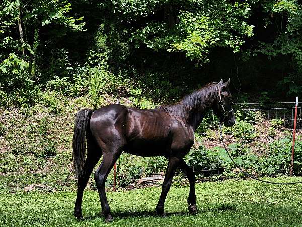 home-yearling