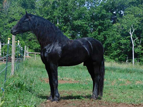 dead-broke-yearling