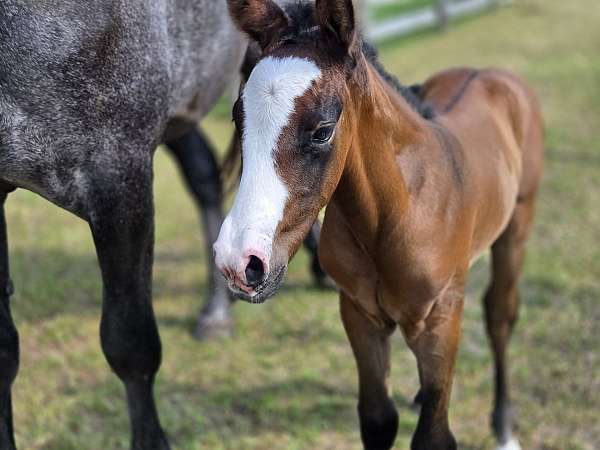 quarter-horse-weanling