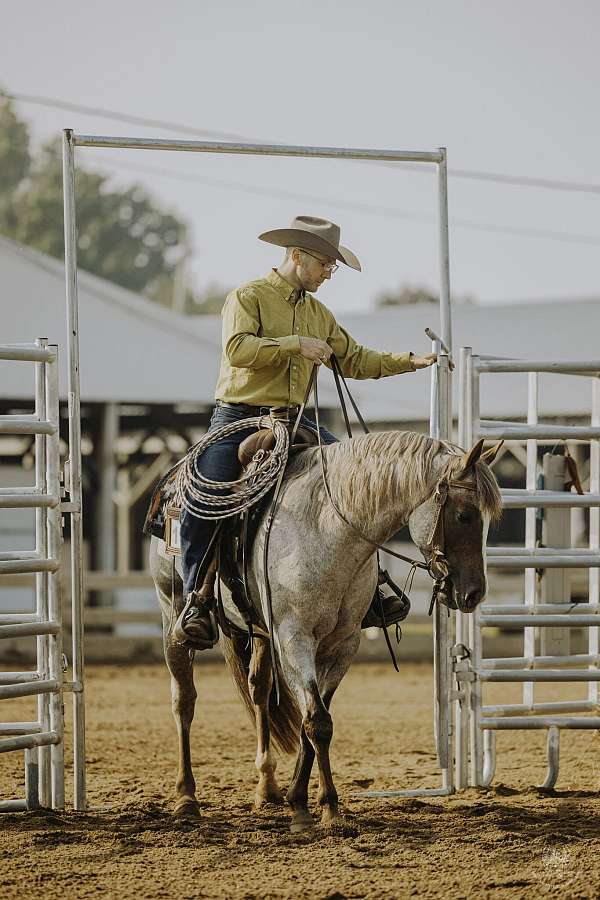 quarter-horse-for-sale