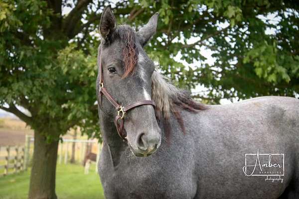 quarter-horse