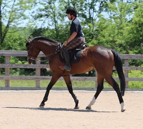 hind-chrome-ankles-blaze-horse