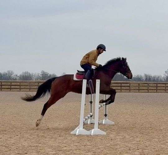 bay-hind-chrome-ankles-blaze-horse