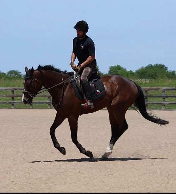 balanced-thoroughbred-horse