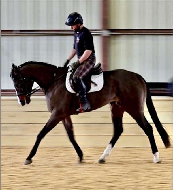 barn-thoroughbred-horse