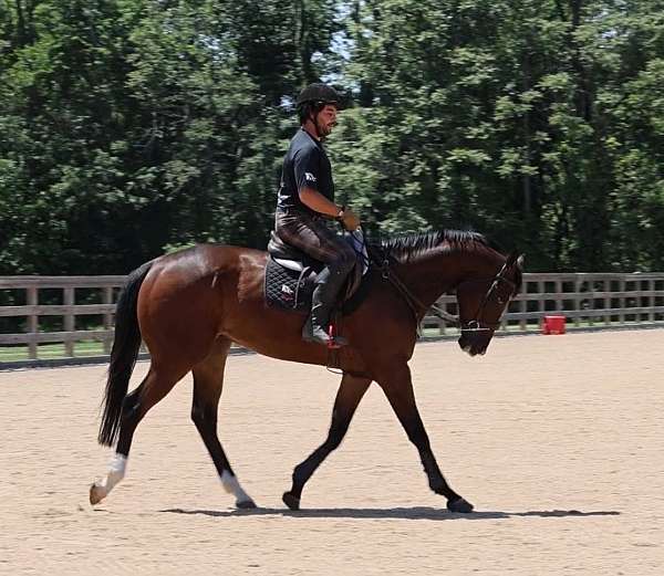 bay-thoroughbred-horse