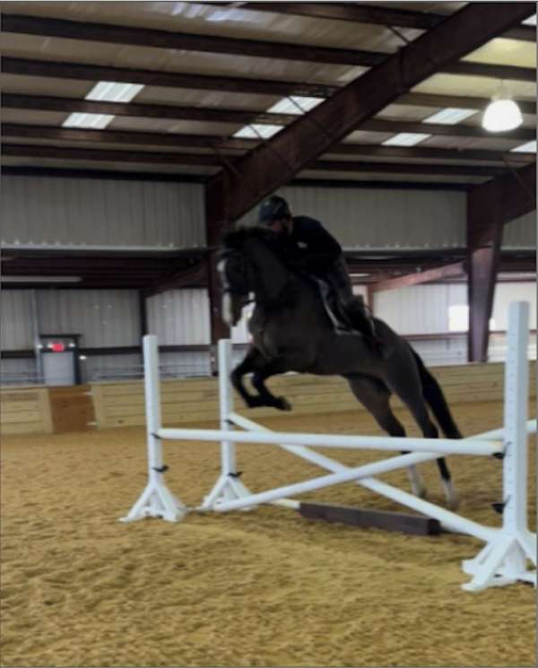 beauty-thoroughbred-horse