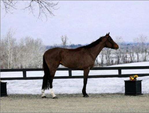 bright-thoroughbred-horse