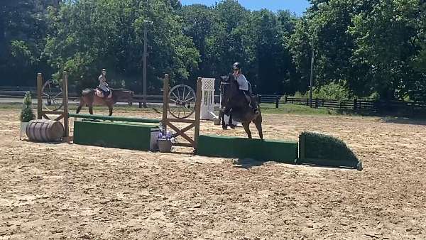 thoroughbred-horse-for-sale