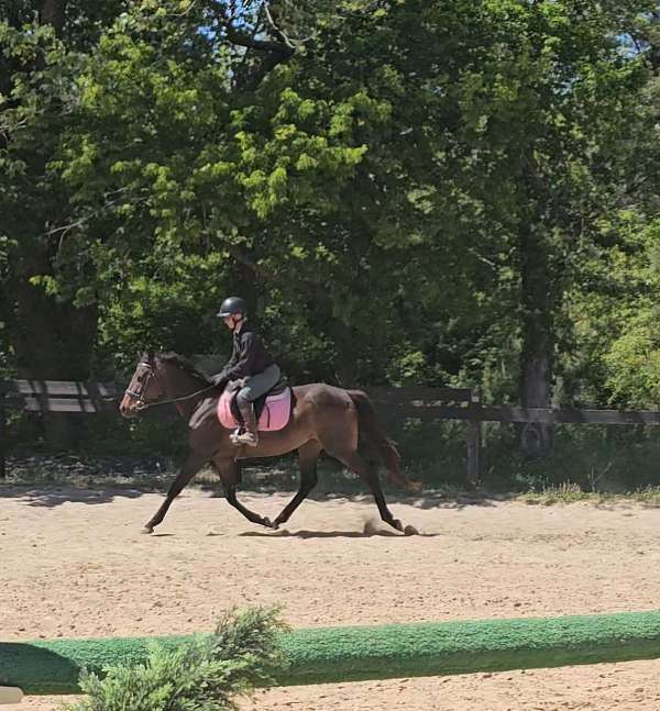 thoroughbred-horse