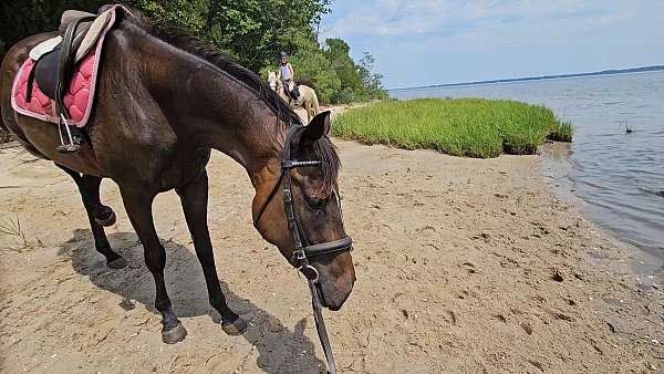 thoroughbred