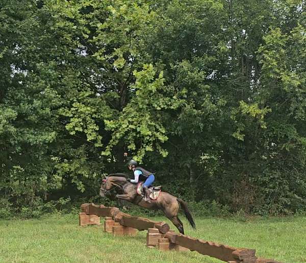 thoroughbred-mare