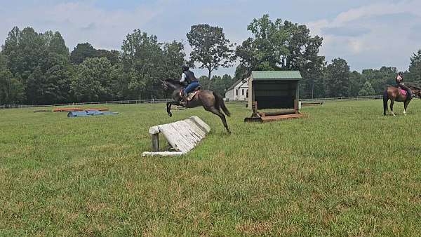 amazing-thoroughbred-horse