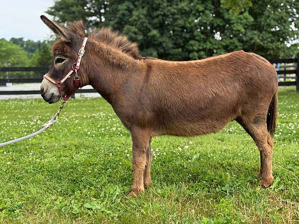 halter-show-donkey-miniature-donkey