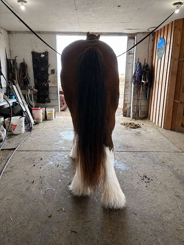 clydesdale-draft-mare-broodmare