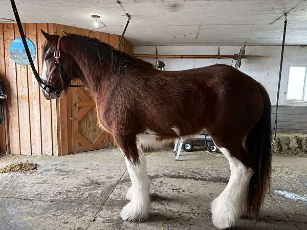 draft-driving-clydesdale-draft-horse