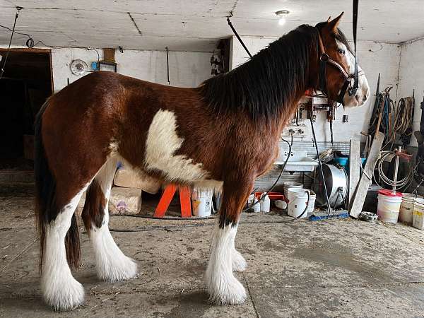 draft-driving-mare-broodmare