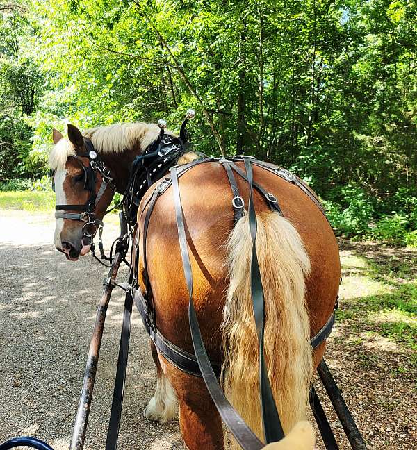 palomino-blaze-face-horse