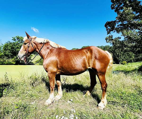 belgian-horse