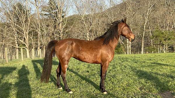 tennessee-walking-horse-for-sale